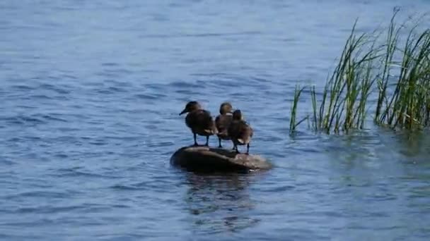 Ducklings Baltic Sea — Stock Video