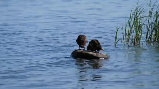 Ducklings Baltic Sea — Stock Video