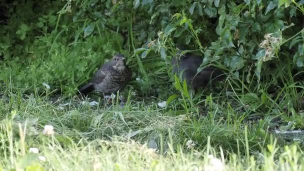 Schöne Kleine Vögel Park — Stockvideo