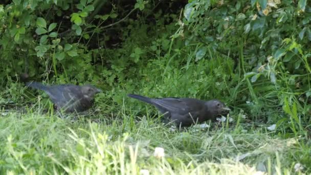 Schöne Kleine Vögel Park — Stockvideo