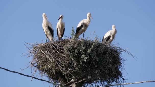 Schöne Kleine Vögel Park — Stockvideo