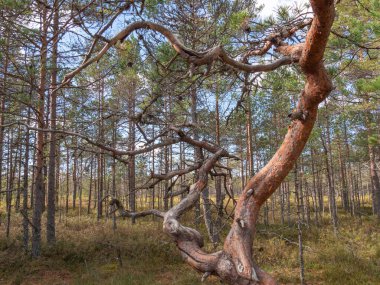 Lahemaa Ulusal Parkı 'nda Viru bataklıkları