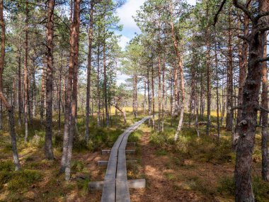 Lahemaa Ulusal Parkı 'nda Viru bataklıkları