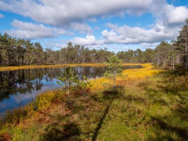 Lahemaa Ulusal Parkı 'nda Viru bataklıkları