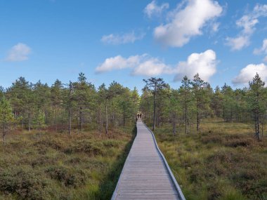 Lahemaa Ulusal Parkı 'nda Viru bataklıkları
