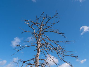 Lahemaa Ulusal Parkı 'nda Viru bataklıkları