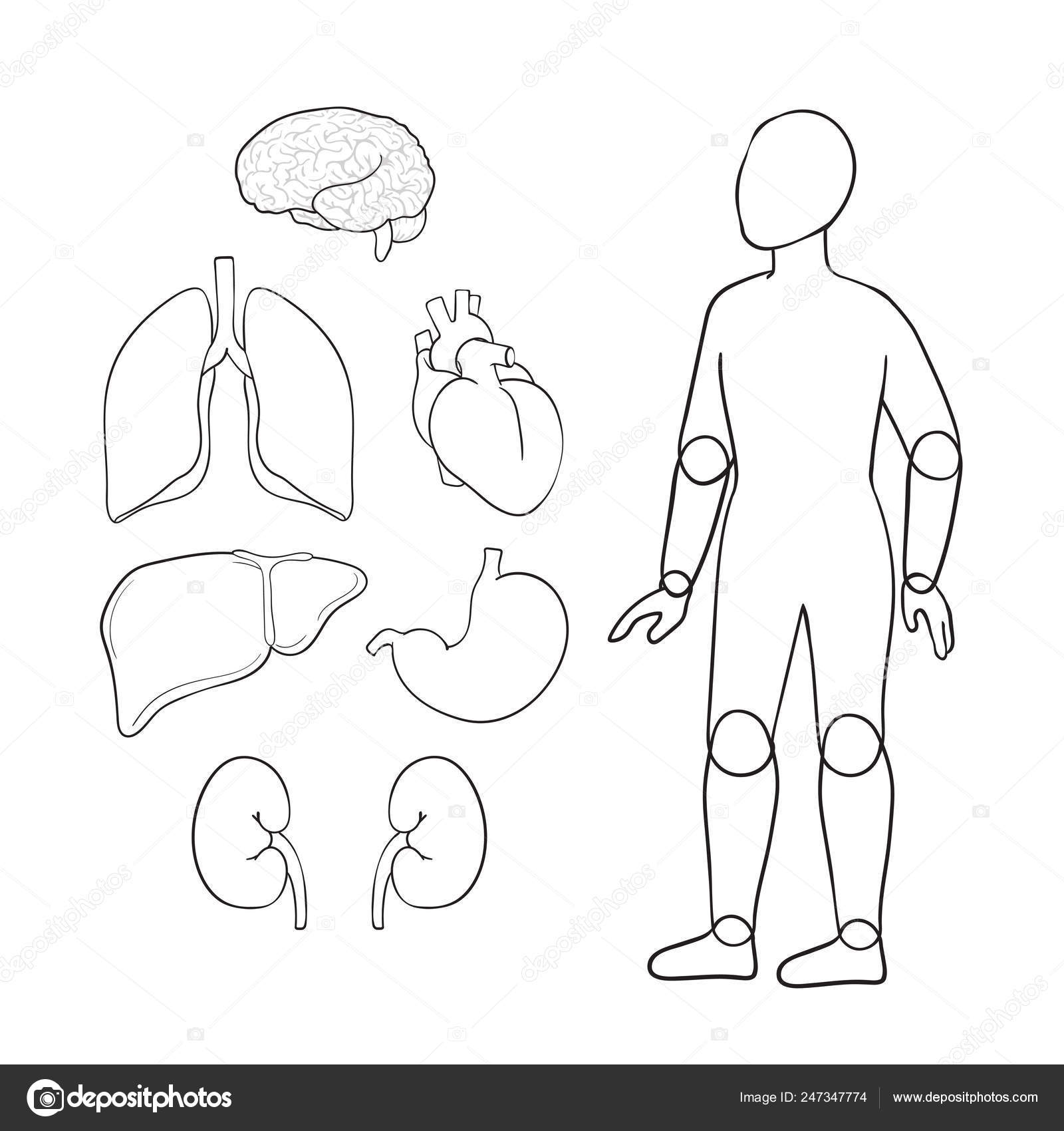 Контур человека с сердцем и мозгом