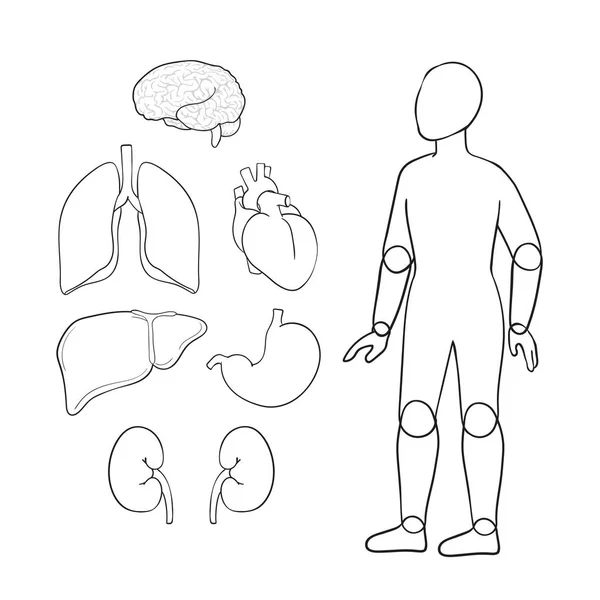 Контур Векторных Органов Белом Фоне Мозг Сердце Легкие Желудок Почки — стоковый вектор