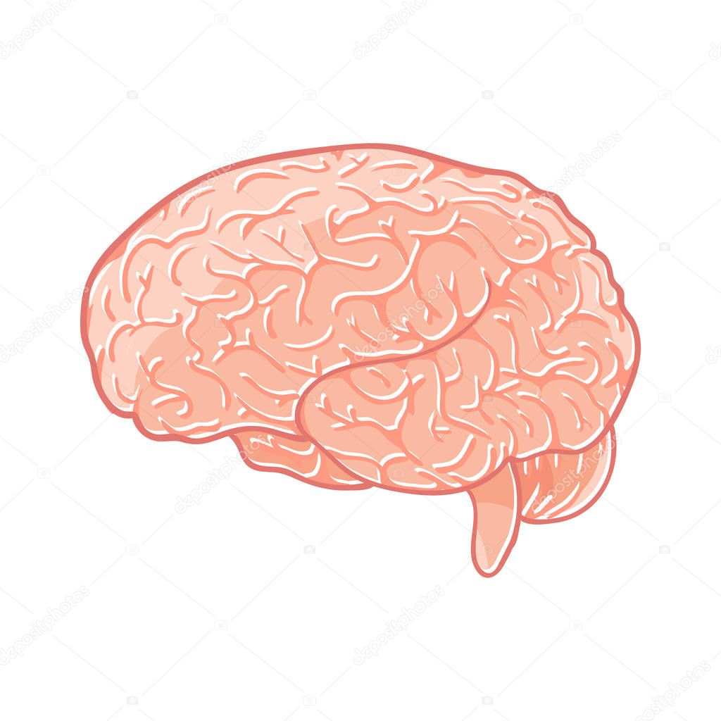 Vector brain on white background. Doodle human organ. 