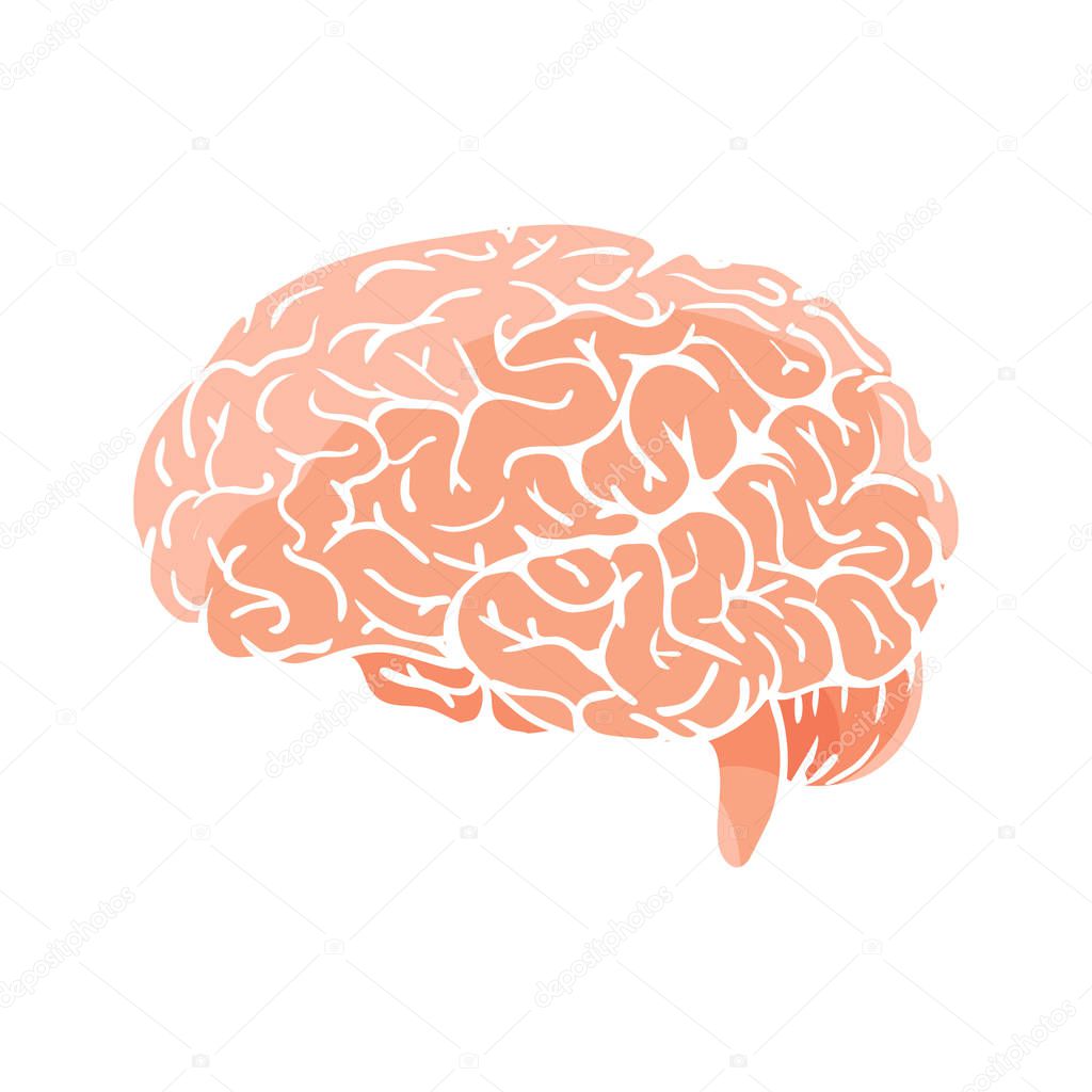 Vector brain  do not have outline on white background. Human organ.