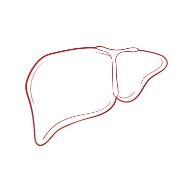 Anahat vektör beyaz arka plan üzerinde karaciğer. İnsan organ doodle. 