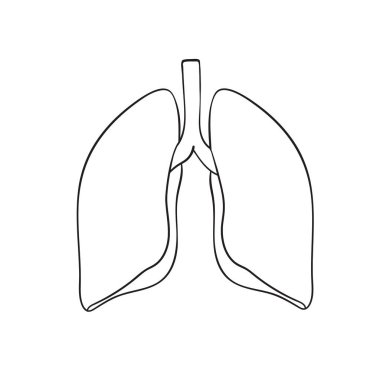 Beyaz arka plan üzerinde anahat vektör akciğerler. İnsan organ doodle. 