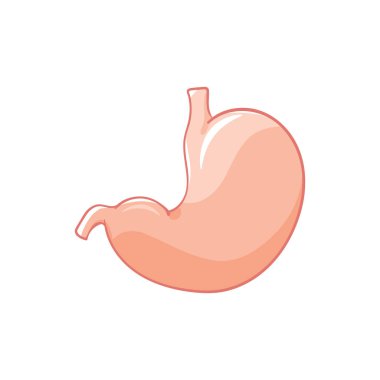 Beyaz arka plan üzerinde vektör mide. İnsan organ doodle. 