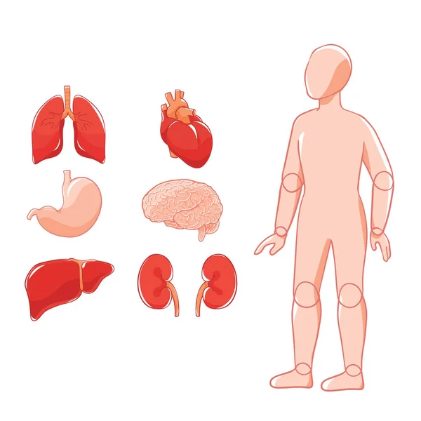 Vector Lay Out Organen Hersenen Hart Longen Maag Nieren Lever — Stockvector