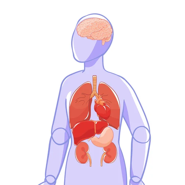 Organes Vectoriels Cerveau Cœur Poumons Estomac Reins Foie Poupée Figure — Image vectorielle