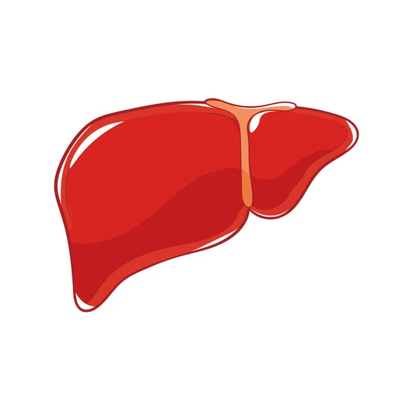 Vektorleber Auf Weißem Hintergrund Doodle Menschliches Organ — Stockvektor