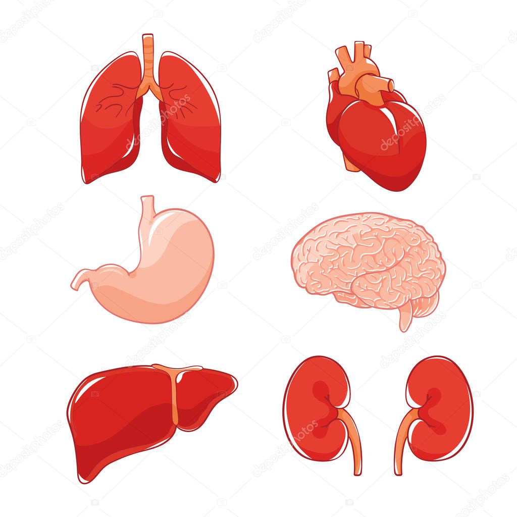 Vector organs set on white background: brain, heart, lungs, stomach, kidneys, liver. Doodle human organ. 