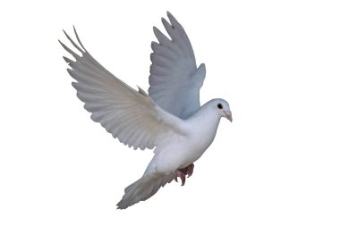 Beyaz güvercin beyaz izole uçan