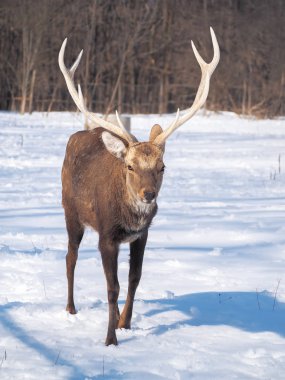 Güneş yakın çekim karlı ormanı geyik