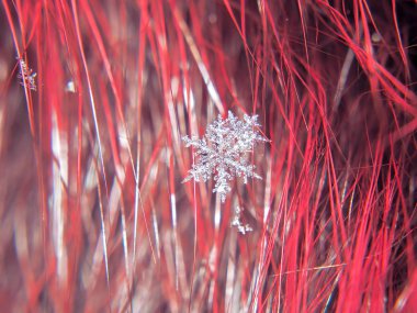 Kar tanesi güzel renkli arka plan makro üzerinde