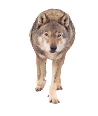 Gri tam boy şirin çalışan kurt