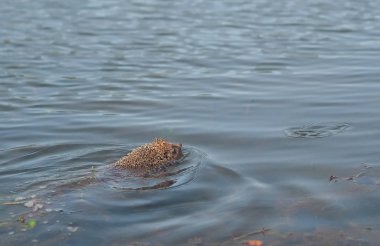 Kirpi yeşil çim seyahat