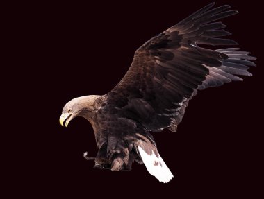 Kartal ile izole kanat açtı