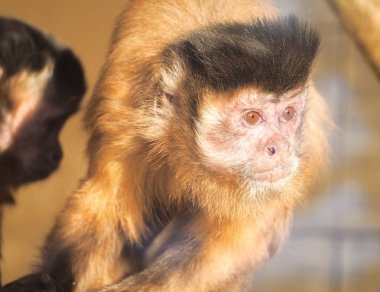 Maymun kırmızı güneşe yakın çekim