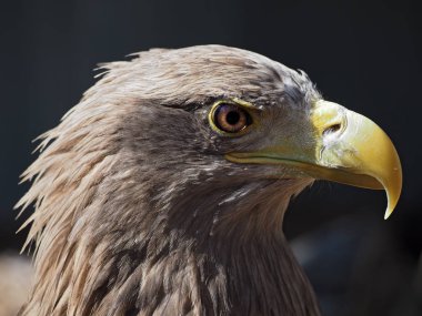 Sağ tarafında kartal tehlikeli portre baş görünümünden
