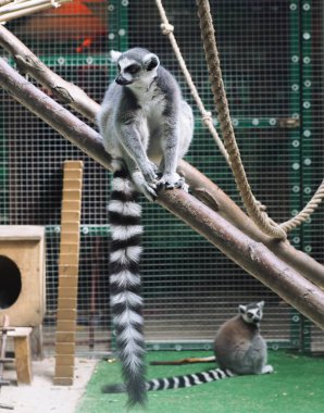 Lemur yeşil orman