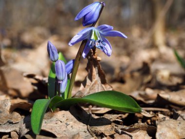 Kardelen ilk bahar orman güneşe, parlak çiçek çok