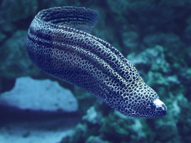 Murena büyük yılan sweaming mavi okyanus