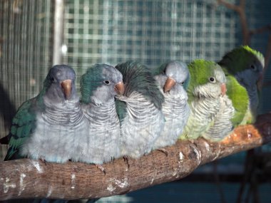 Papağan şubesine oturma grubu