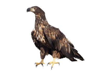 Kahverengi beyaz izole oturan kartal