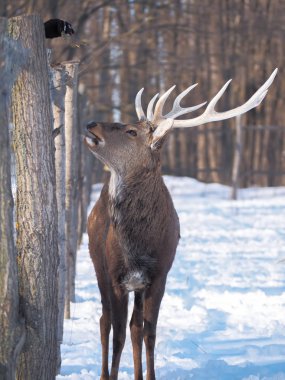 Güneş yakın çekim karlı ormanı geyik