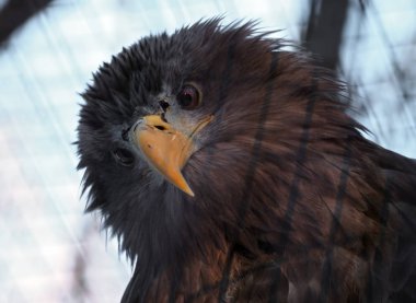 Kameraya bakarak kartal portre