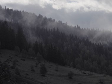 Carpatian Dağları sis ve buğu çam ormanı 