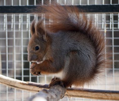 Kızıl sincap kafes içinde oturan