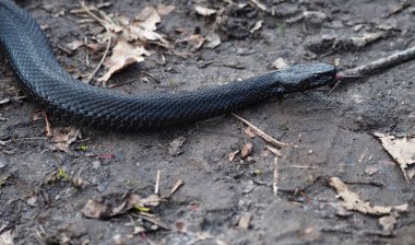 Orman, yapraklarda siyah sürüngen yılan 