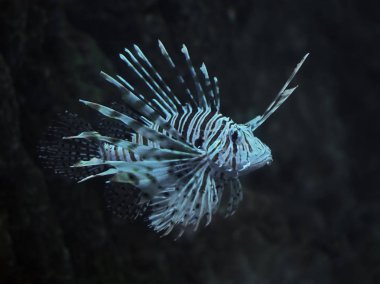 Balık görünümü sağ taraftan kadar okyanusun, volitans yakın Pterois mavi