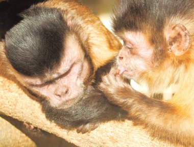 Maymun kırmızı güneşe yakın çekim