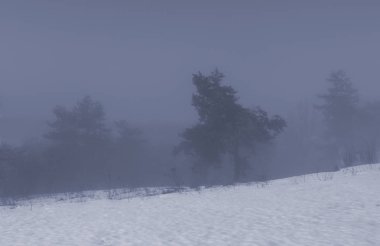 kış soğuk karanlık ormanı