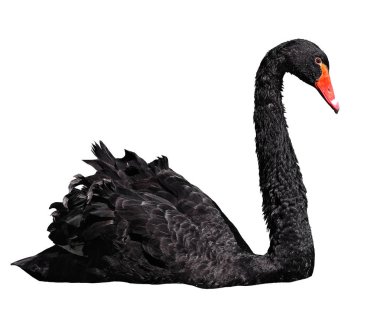 Black swan sweaming gracefully isolated at the white clipart
