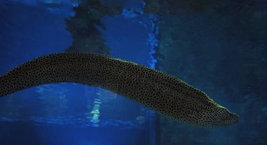 Murena sarı, koyu mavi okyanus 