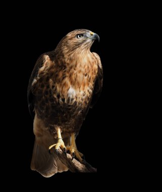 Güneşin ihbarı izole oturan şahin kartal