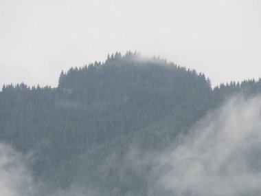 Carpatian Dağları sis ve buğu çam ormanı 