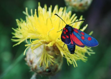 Sarı çiçek, böcek