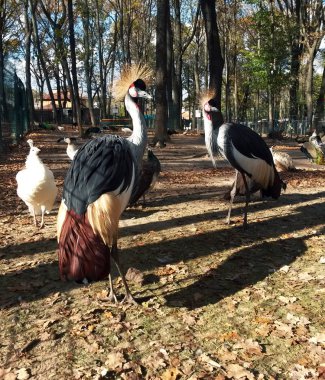 Kameraya bakarak Park balıkçıllar, yakın çekim