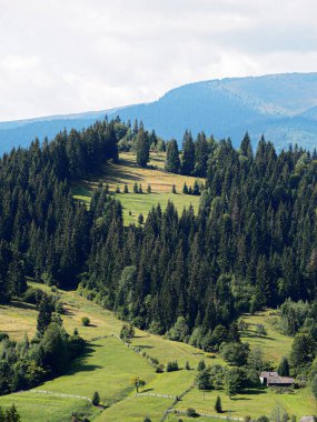 Yeşil orman köyünde Karpat Dağları 