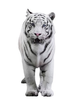 Koca kaplan Panthera tigris bengalensis White adlı izole yürüyüş beyaz